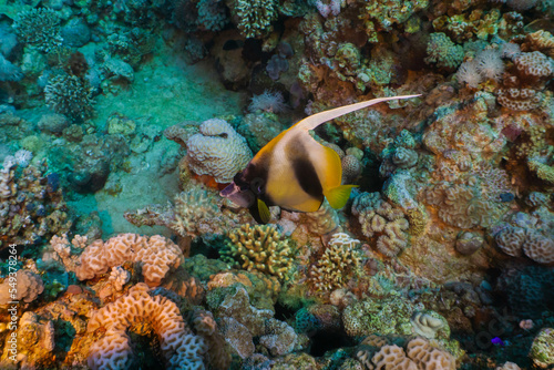 Red sea coral reef in Aqaba, Jordan. Pannanfish. 