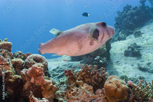 Red sea coral reef in Aqaba, Jordan. Blackspotted pufferfish. 