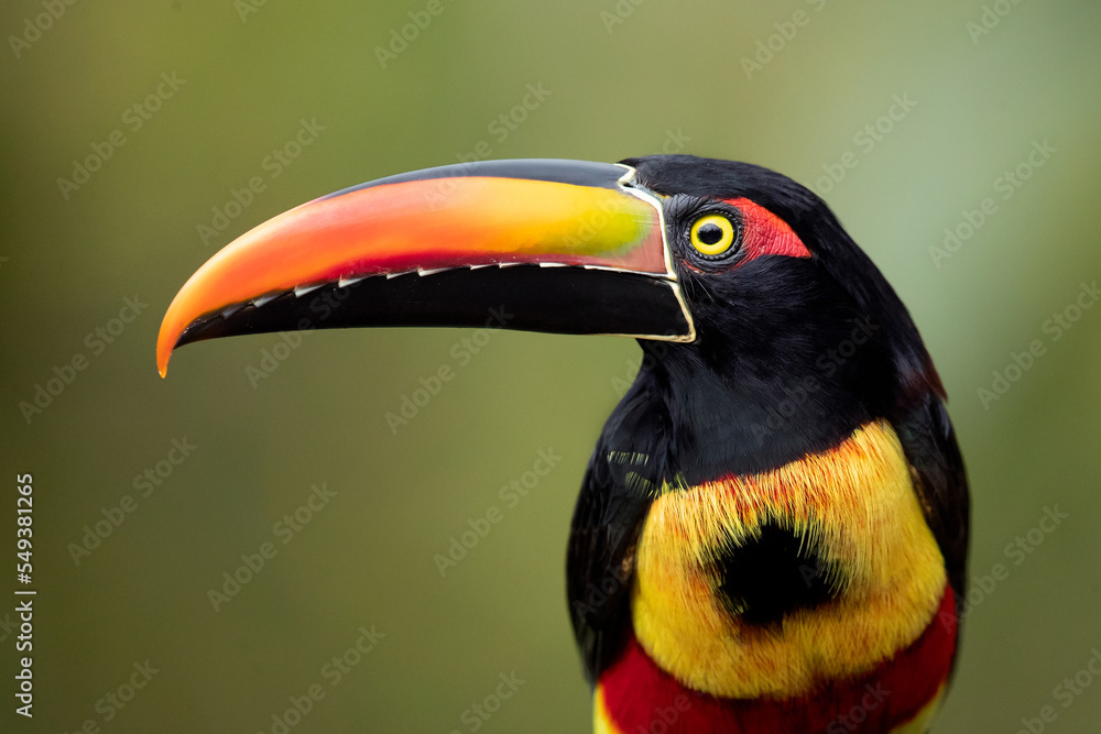 Fototapeta premium Fiery-billed araçari (Pteroglossus frantzii) is a toucan, a near-passerine bird. It breeds only on the Pacific slopes of southern Costa Rica and western Panama. 