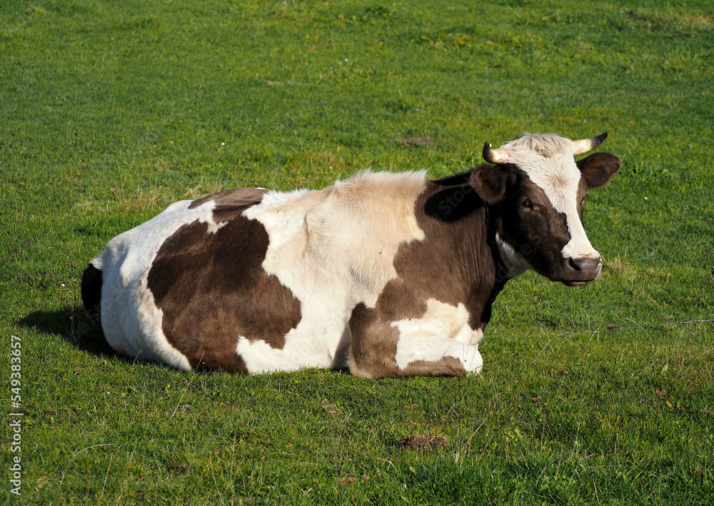 Dairy cow resting in a green meadow