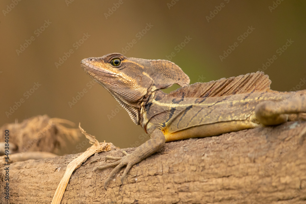 Obraz premium Common basilisk (Basiliscus basiliscus) is a species of lizard in the family Corytophanidae. The species is endemic to Central America and South America