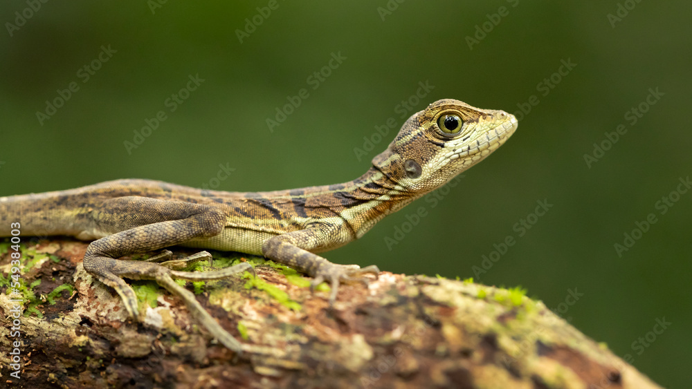 Common basilisk (Basiliscus basiliscus) is a species of lizard in the family Corytophanidae. The species is endemic to Central America and South America Common basilisk (Basiliscus basiliscus) is a species of lizard in the family Corytophanidae. The species is endemic to Central America and South America
