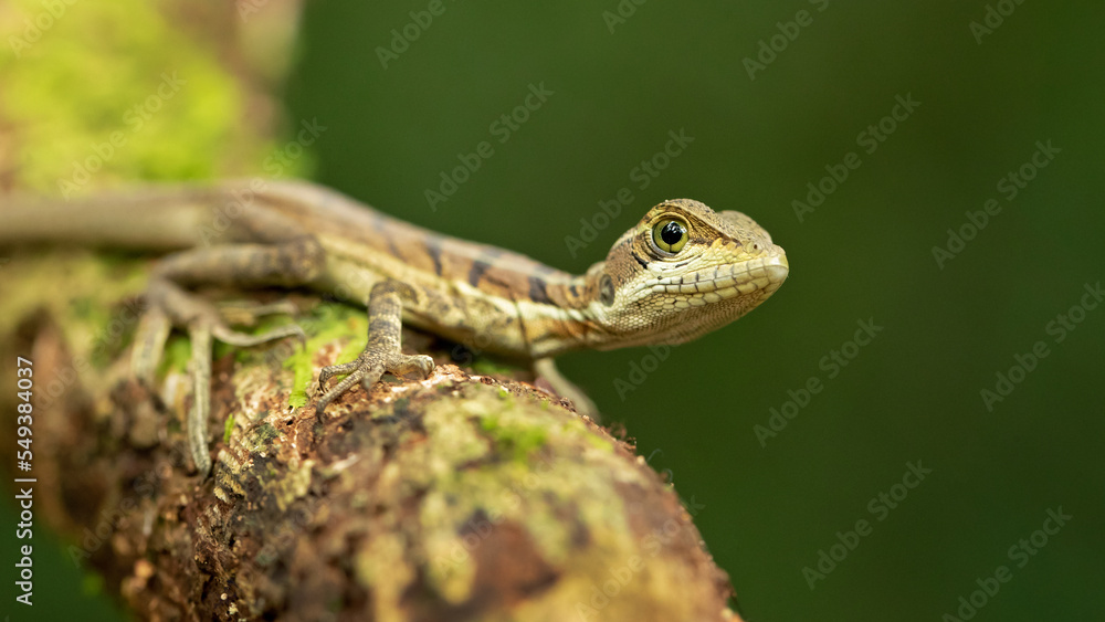 Common basilisk (Basiliscus basiliscus) is a species of lizard in the family Corytophanidae. The species is endemic to Central America and South America Common basilisk (Basiliscus basiliscus) is a species of lizard in the family Corytophanidae. The species is endemic to Central America and South America
