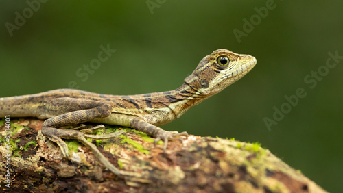 Common basilisk (Basiliscus basiliscus) is a species of lizard in the family Corytophanidae. The species is endemic to Central America and South America photo