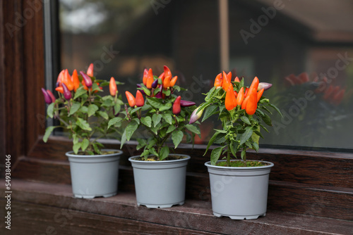 Capsicum Annuum plants. Many potted rainbow multicolor chili peppers near window outdoors © New Africa