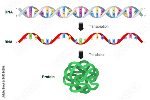 Transcription and translation. DNA, mRNA and Protein. Protein synthesis. photo