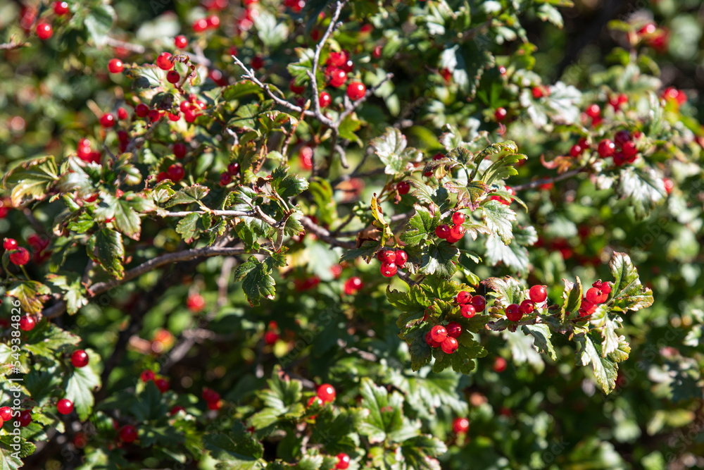 Red and ripe wild currants on a shrub in a garden or in the mountains