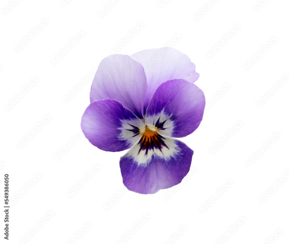 Obraz premium Pansy spring beautiful flower white background.