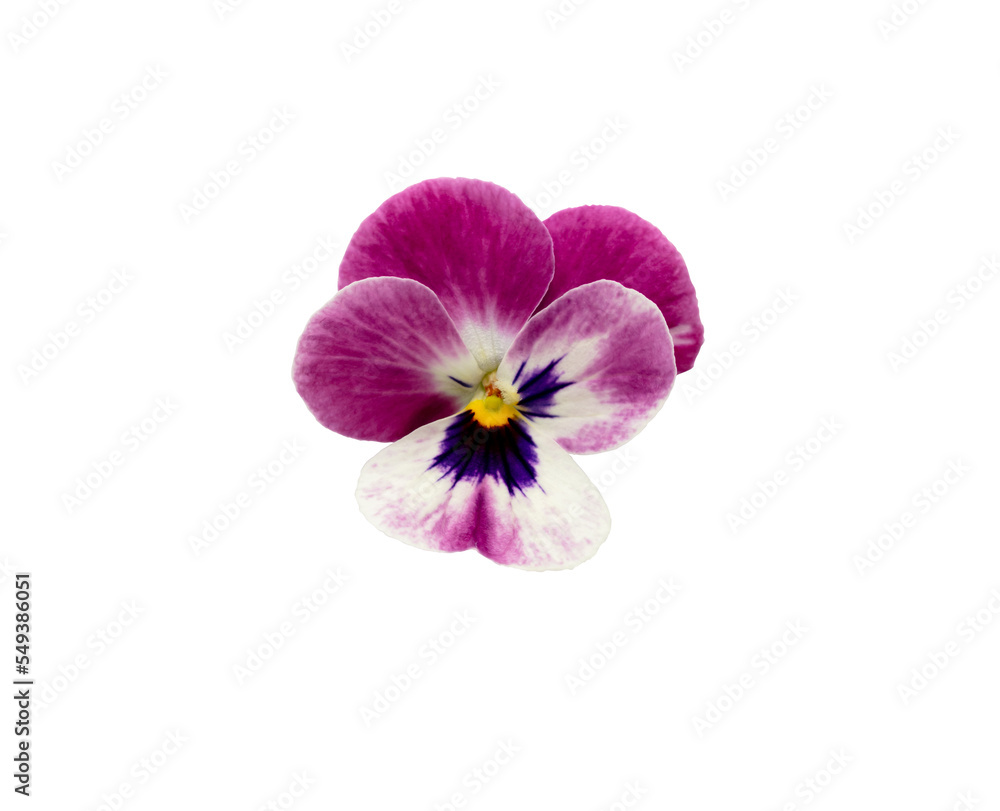 Obraz premium Pansy spring beautiful flower white background.