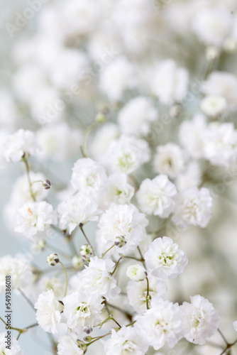 Gypsophila dry little white flowers with macro. © gitusik
