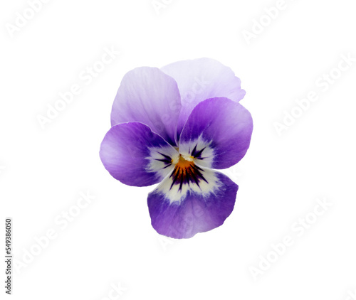 Pansy spring beautiful flower white background.