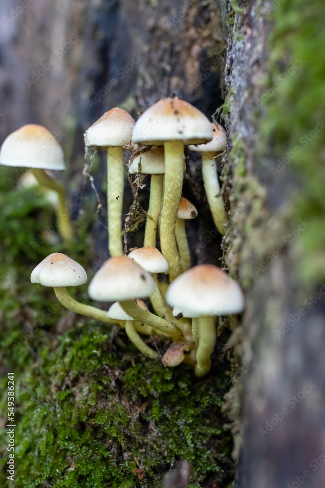 Psilocybe Cubensis How To Grow Magic Mushrooms Like A Pro - capbbhx