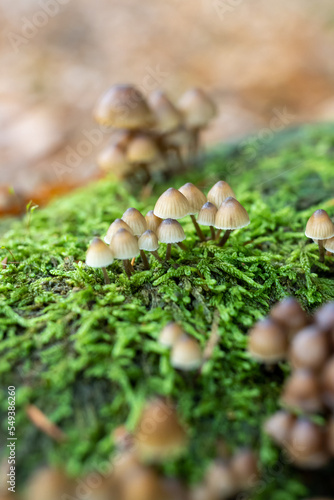 White Mushroom, Fungi in Wood Bonnet Fungi in Wood.