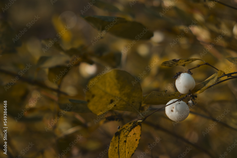 In late autumn, white berries on a bare bush Symphoricarpos albus genus of deciduous shrubs, Honeysuckle family Caprifoliaceae In late autumn, white berries on a bare bush Symphoricarpos albus genus of deciduous shrubs, Honeysuckle family Caprifoliaceae