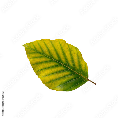 Autumn maple leaf bright on white background.