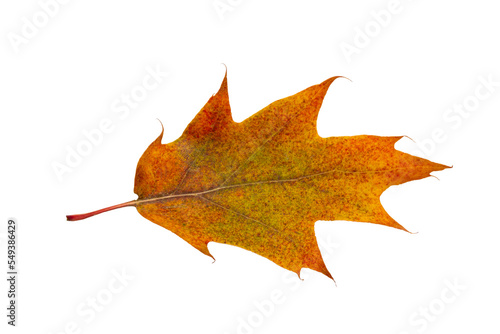 Autumn maple leaf bright on white background.