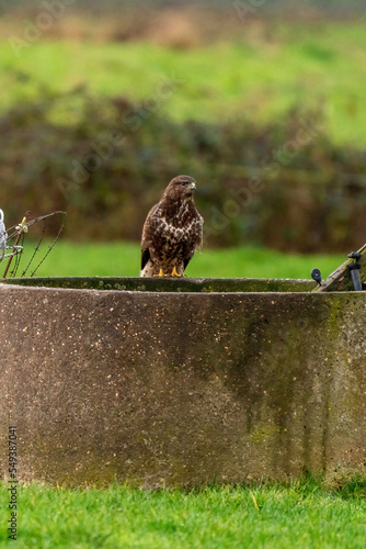 Obraz na płótnie Common buzzard sitting the edge of an old well in a green lawn w salonie