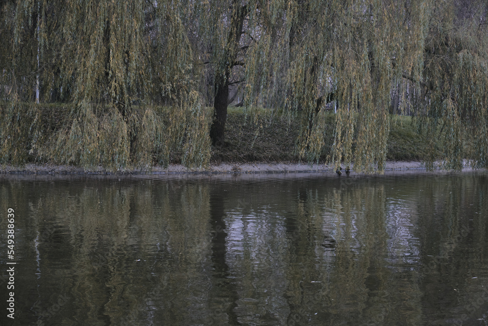 Ducks swim in the lake near the waterfall and take off from the surface of the water Autumn in the park Sports and recreation Lifestyle Ducks swim in the lake near the waterfall and take off from the surface of the water Autumn in the park Sports and recreation Lifestyle
