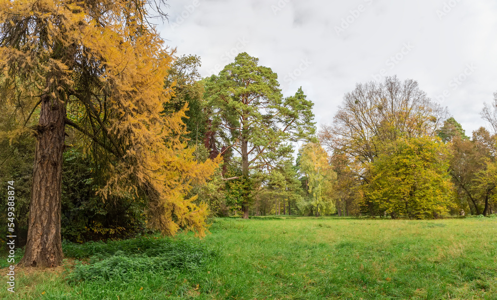 Big glade with old larch on foreground in autumn park