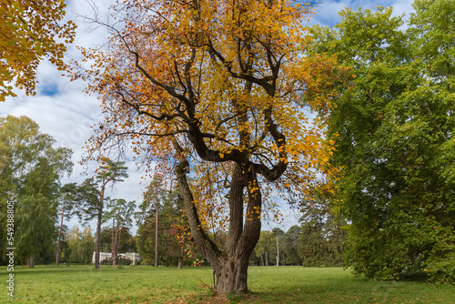 Old tulip tree with autumn leaves in park