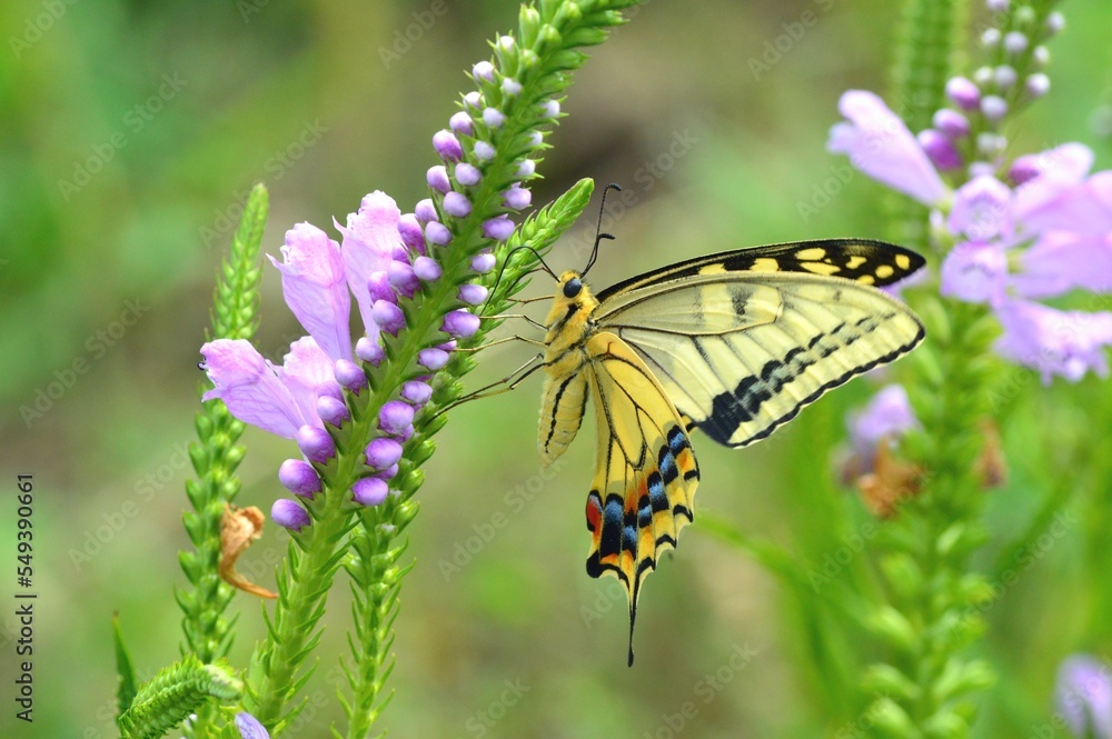 Obraz premium キアゲハ