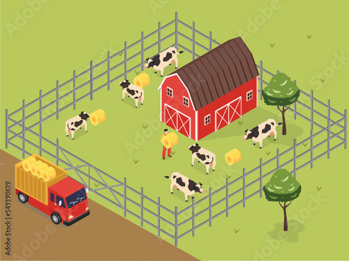 Farmer feeding cow with hay at the farm
