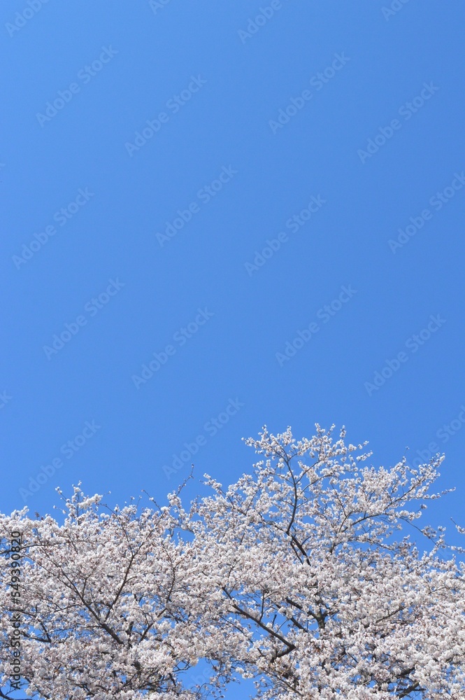 青空と桜