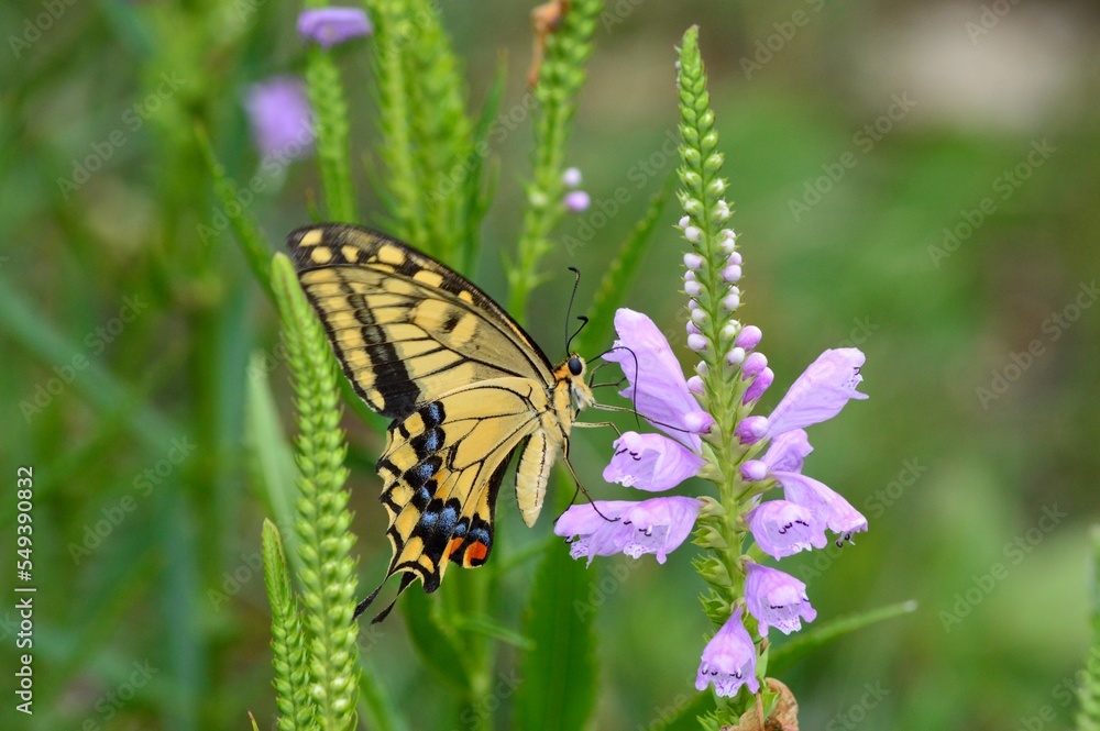 Obraz premium キアゲハ