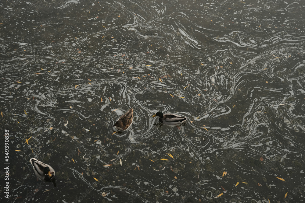 Fototapeta premium Ducks swim in the lake near the waterfall and take off from the surface of the water Autumn in the park Sports and recreation Lifestyle