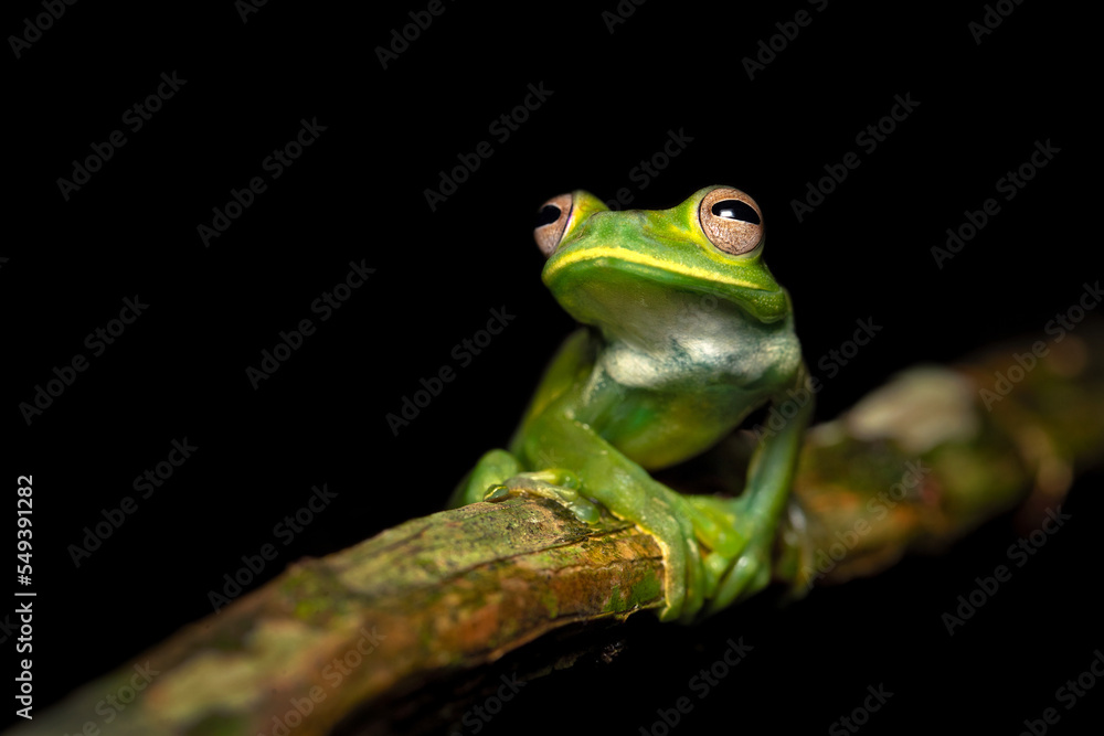 Palmer's tree frog (Hyloscirtus palmeri) is a species of frog in the family Hylidae found in Colombia, Costa Rica, Ecuador, and Panama. Its natural habitats are subtropical or tropical moist lowland Palmer's tree frog (Hyloscirtus palmeri) is a species of frog in the family Hylidae found in Colombia, Costa Rica, Ecuador, and Panama. Its natural habitats are subtropical or tropical moist lowland