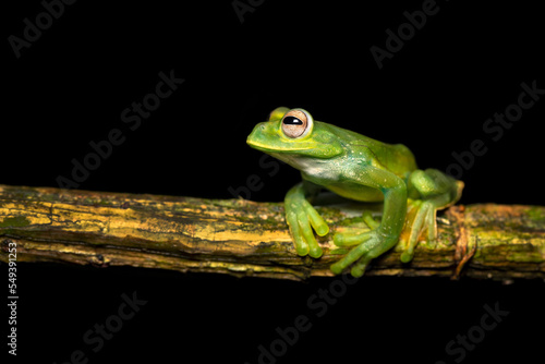 Palmer's tree frog (Hyloscirtus palmeri) is a species of frog in the family Hylidae found in Colombia, Costa Rica, Ecuador, and Panama. Its natural habitats are subtropical or tropical moist lowland