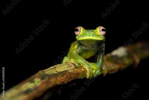 Palmer's tree frog (Hyloscirtus palmeri) is a species of frog in the family Hylidae found in Colombia, Costa Rica, Ecuador, and Panama. Its natural habitats are subtropical or tropical moist lowland photo