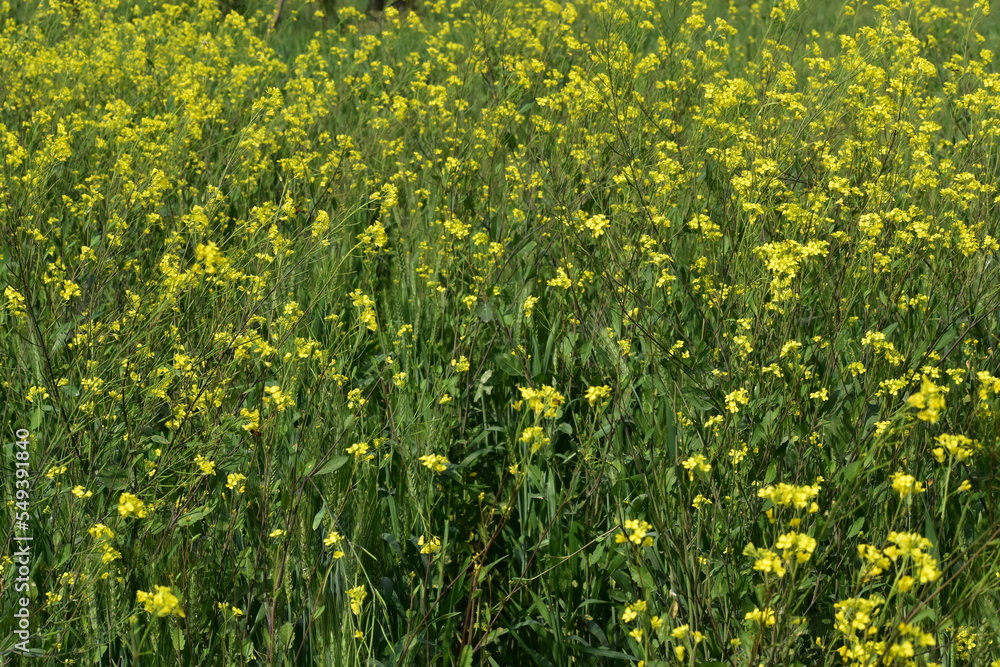 Obraz premium Green and Yellow are the most colors available around us.