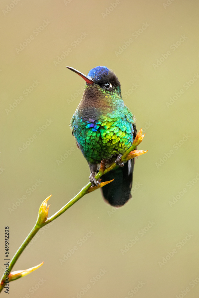 Fototapeta premium Fiery-throated hummingbird (Panterpe insignis) is a species of hummingbird in the 