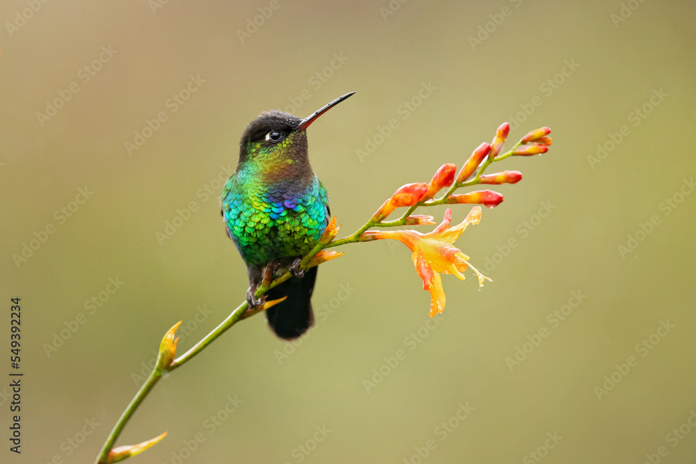 Fototapeta premium Fiery-throated hummingbird (Panterpe insignis) is a species of hummingbird in the 