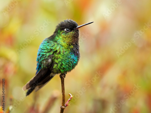 Fiery-throated hummingbird (Panterpe insignis) is a species of hummingbird in the "mountain gems" tribe Lampornithini in subfamily Trochilinae. It is found in Costa Rica and Panama