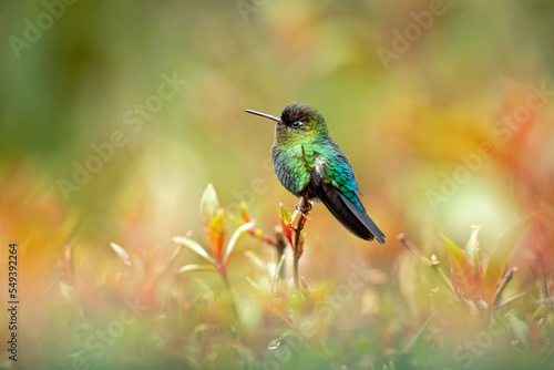 Fiery-throated hummingbird (Panterpe insignis) is a species of hummingbird in the "mountain gems" tribe Lampornithini in subfamily Trochilinae. It is found in Costa Rica and Panama