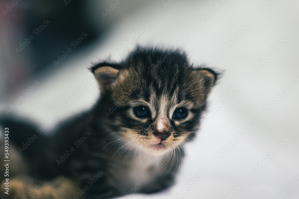 Very young little kitten on white fabric sleeping peaceful. Cute little baby kitten after her first exploration. Sweet lovely new born kitten with cute adorable eyes. Clumsy first steps