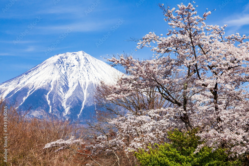 Obraz premium 富士山と桜 静岡県富士宮市田貫湖にて