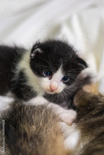 Very young little kitten on white fabric sleeping peaceful. Cute little baby kitten after her first exploration. Sweet lovely new born kitten with cute adorable eyes. Clumsy first steps