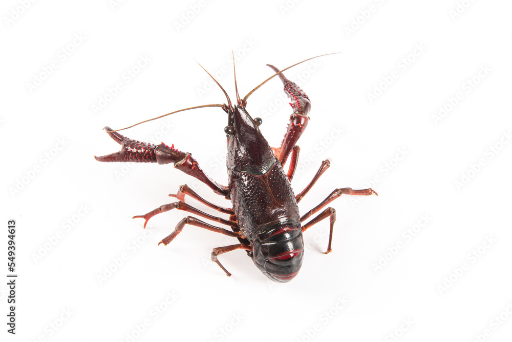 Live crayfish isolated on white background Live crayfish isolated on white background