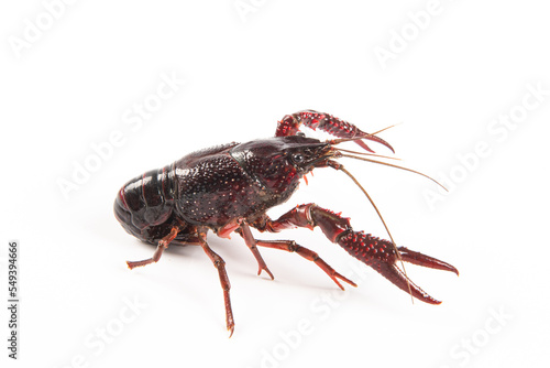 Live red crayfish isolated on white background
