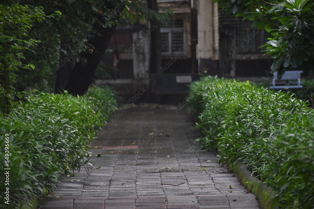 path in the garden