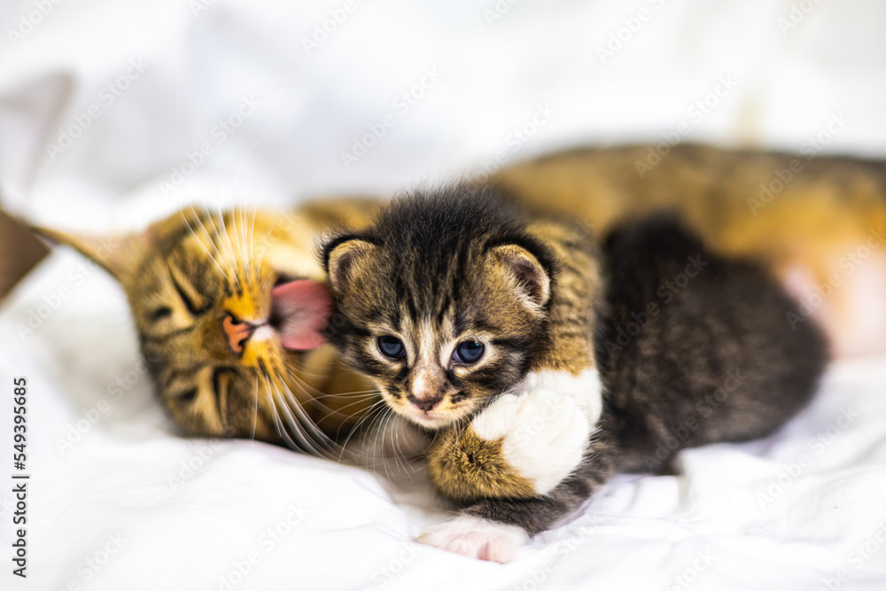 Very young little kitten on white fabric sleeping peaceful. Cute little baby kitten after her first exploration. Sweet lovely new born kitten with cute adorable eyes. Clumsy first steps Very young little kitten on white fabric sleeping peaceful. Cute little baby kitten after her first exploration. Sweet lovely new born kitten with cute adorable eyes. Clumsy first steps