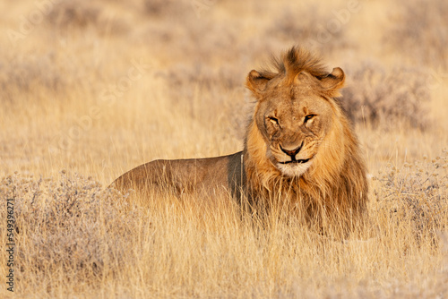 Lion portrait in Etosha National Park  Namibia.