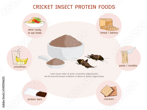 Crickets powder or Gryllus Bimaculatus. Insects powder as food edible processed made of insect for delicious cooking and drinks, it is good source of protein for eating healthy. Future food concept.