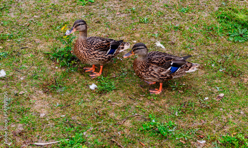 duck in the grass, Hardwick Park