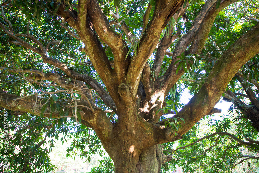 Natural Landscape view texture of Old Mango Tree Brach in the Park