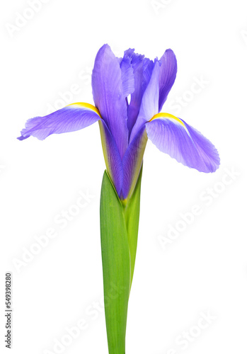 Fototapeta Naklejka Na Ścianę i Meble -  Iris flower isolated on transparent background, PNG.