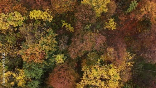 Wallpaper Mural Aerial view of the landscape playing with all the colours of the autumn season during a warm sunset. Deciduous trees playing in yellow, orange, red and green. Lungs of the earth. 4k video Torontodigital.ca
